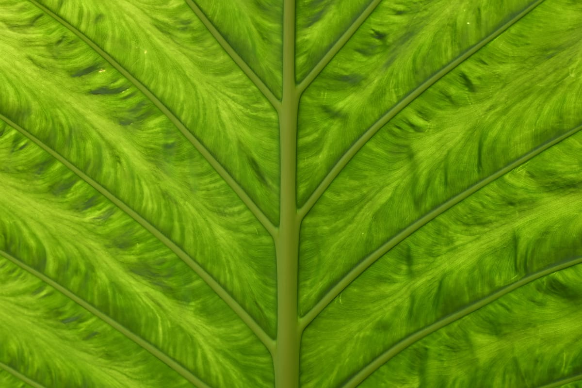Solar zesa